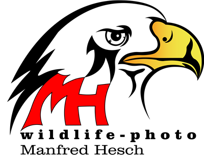 Manfred Hesch - Wildtier und Tierfotografie - Fotoworkshops - Fotoreisen