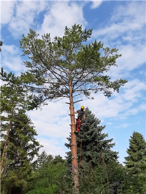 Die Gartenhilfe e.U.